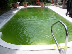 swimming-pool-algae-1