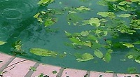 Blog Image - Leaves in Pool (200 x 200)