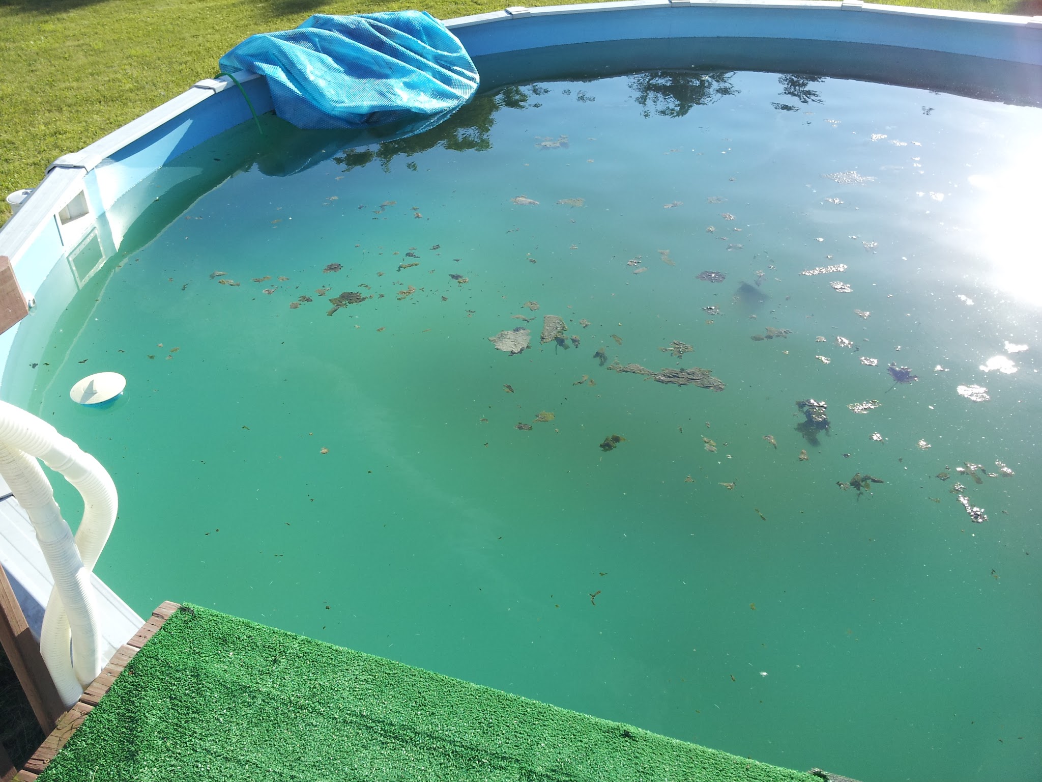 Your Above Ground Pool Is Green and It Has Frogs -  - DIY  Resources