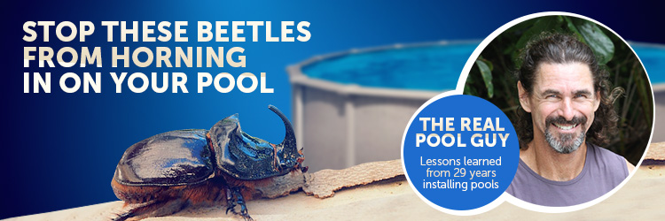 Horned Nosed Beetles and Above Ground Pools - INYOPools.com ...