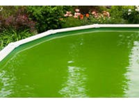 Above Ground Pool Green Water