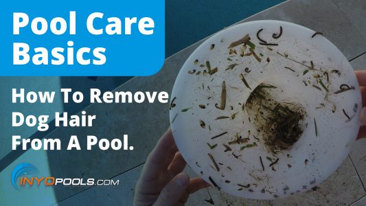 How To Remove Dog Hair From Your Pool